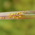 Pulgón amarillo de la caña de azúcar localizado en España