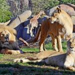 La información para adquirir las entradas a precio de promoción está en www.bioparcvalencia.es