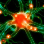 Una neurona en pleno funcionamiento.