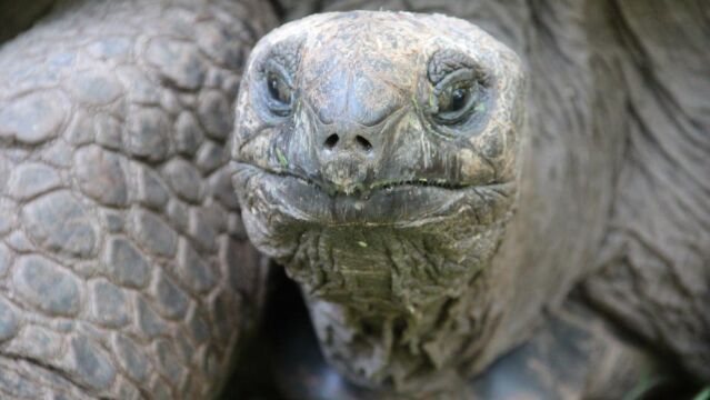 Manadas de tortugas gigantes paseaban por la Gran Vía hace millones de años