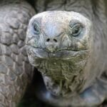 Manadas de tortugas gigantes paseaban por la Gran Vía hace millones de años