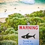 Surfear a pesar de los tiburones