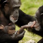 Un nuevo libro defiende la teoría de que el primer contagio de sida se produjo en 1908 tras el contacto de un chimpancé y un cazador
