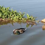 Conservar humedales con aguas residuales es desaconsejable