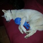 Noor desapareció el 23 de noviembre en Soto del Real. Si tiene cualquier información, puede llamar al 630540392