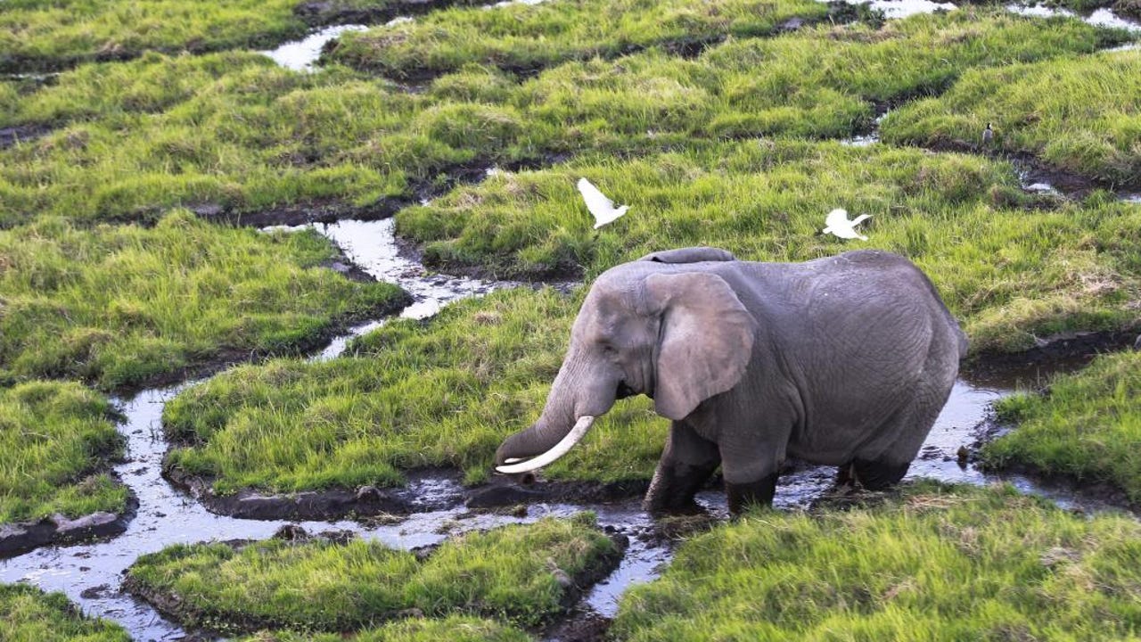 Kenia investiga a un turista español que se grabó dándole cerveza a los elefantes de un santuario animal