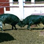 Toros de Javier Pérez Tabernero en el Batán en 2001