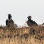 Dos buitres negros