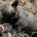 El oso pardo encontrado muerto