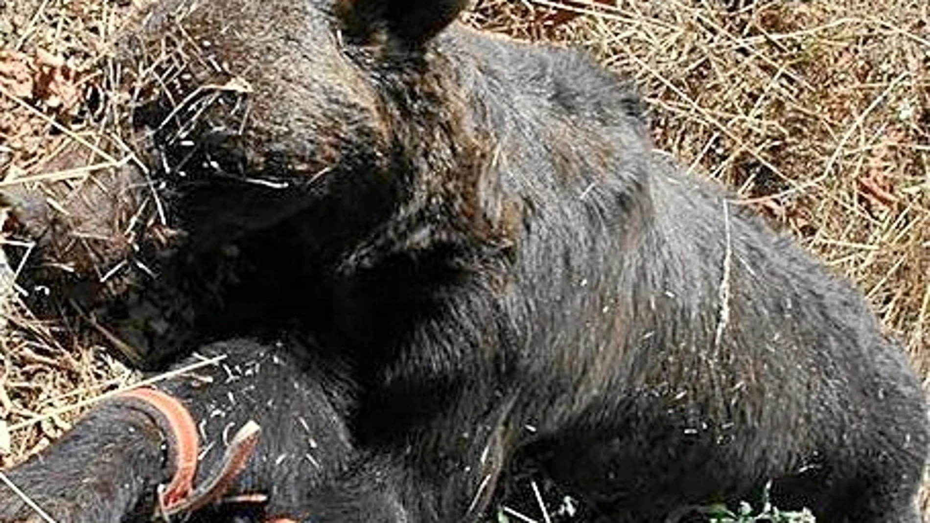 El oso pardo encontrado muerto