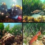La mayor heterogeneidad de especies se alcanza en primavera, mientras que el verano, por su parte, registra el mayor número de ejemplares en la zona