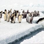 Pingüinos emperador en la Antártida