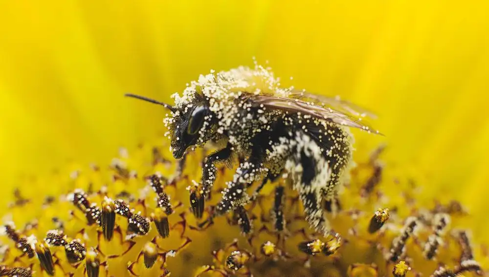 2100 El ocaso de las abejas
