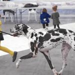 Una niña pasea junto a su dálmata en las instalaciones del recinto ferial, donde se dieron cita ejemplares únicos para participar en concursos
