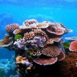 Gran Barrera de Coral