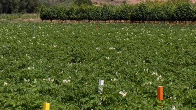 Cultivo de patata en una parcela experimental 