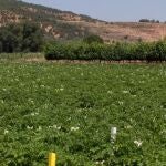 Cultivo de patata en una parcela experimental 