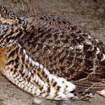 Hembra de urogallo