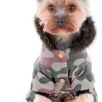 Los perros no quieren llevar abrigo en invierno
