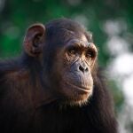 A este chimpancé y a otras 35 especies diferentes se les expuso a dos tareas experimentales para probar su capacidad de autocontrol