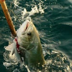 Captura de un palometón (Lichia amia).