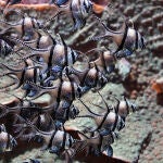 Un bando de peces cardenal (Pterapogon kauderni)