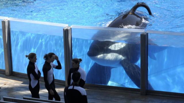 La orca Tilikum, junto a algunas de sus cuidadoras