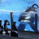 La orca Tilikum, junto a algunas de sus cuidadoras