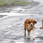 Clases gratuitas para evitar el abandono de mascotas
