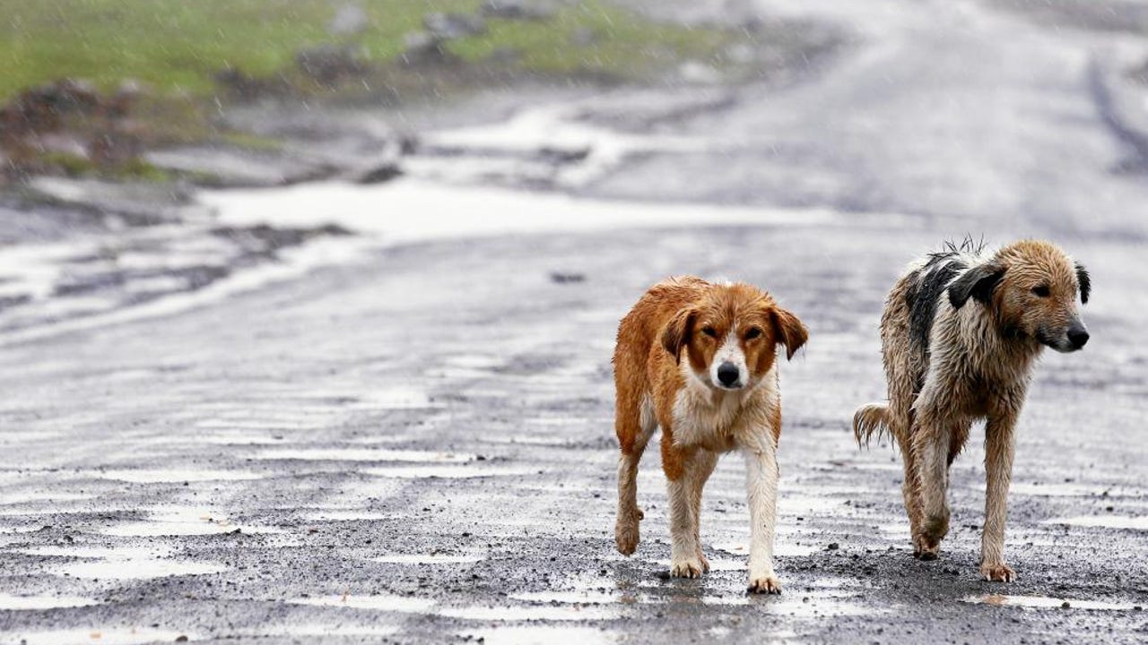El dato demoledor que sacude a España: 33 animales son abandonados cada hora