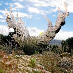 La Consejería de Medio Ambiente trabaja en la identificación de nuevas vides. En la actualidad hay 200 y se espera duplicar el número