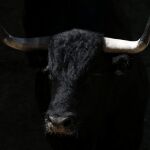 Un "Miura"siembra el pánico en Arles tras escapar de su camión