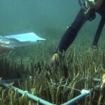 Fotografía de unos voluntarios midiendo la cobertura de la posidonia