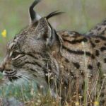 Ejemplar de lince ibérico de Doñana