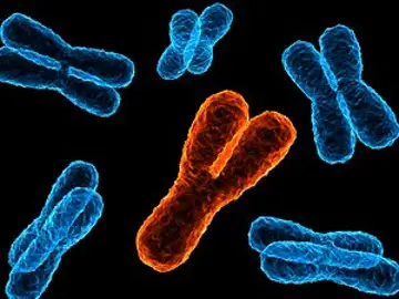 El cromosoma Y El cromosoma Y