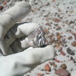 Un diente molar de un toxodonte, un herbívoro de América del Sur que desarrolló dientes con coronas altas hallado en la Patagonia argentina, encontrado por los investigadores que ahora han determinado que los monos podían saltar de rama en rama en el Mioceno medio, al principio del Cenozoico y hace 20 millones de años en la Patagonia argentina, donde entonces crecían altas y robustas palmeras.