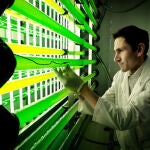 Investigación con microalgas