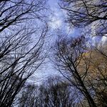 Un bosque de hayas en el Pirineo