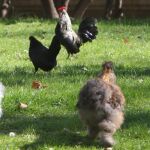Imagen de las gallinas en el jardín de la embajada.
