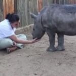 Una de las cuidadoras juega con la cría de rinoceronte