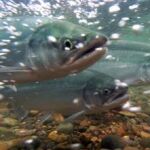 El modelo se ha probado con poblaciones de salmones del Pacífico