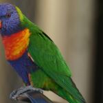 Lori arcoiris (Rainbow Lorikeet) esperando comida en un restaurante de Nelson Bay (Australia)