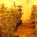 Desmantelan en Granada una nave dedicada al cultivo de marihuana a gran escala