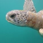 Tortuga verde (Chelonia mydas)