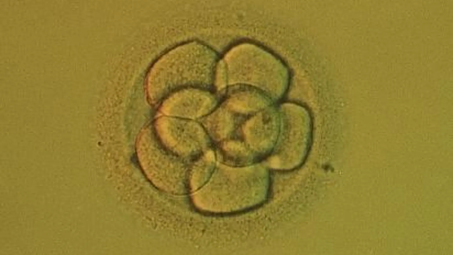 Vista microscópica de un embrión