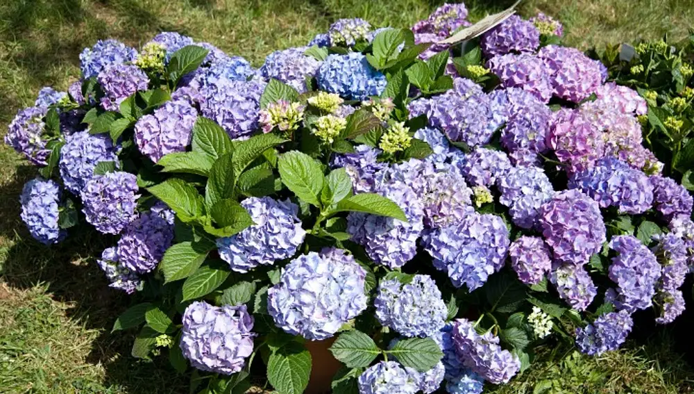 Las hortensias son una de las plantas más comunes de los jardines, pero también son de las más peligrosas | Fotografía de archivo