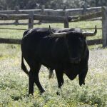 228.000 euros para financiar el «lobby» antitaurino en 2013
