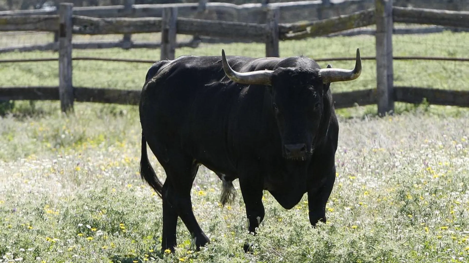 228.000 euros para financiar el «lobby» antitaurino en 2013
