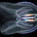 Nuez de mar (Mnemiopsis leidyi)