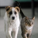 Los animales domésticos también sufren con las crisis de pareja de sus dueños